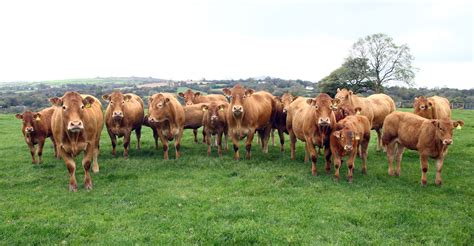 “Limousin Supplying Exactly What The Market Wants” | British Limousin Cattle Society