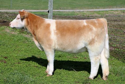 Elliott Cattle Company’s Fall Born Heifer & Steer Sale | The Pulse