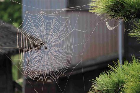 How Much Do Spider Exterminators Cost? | Compare Prices Now