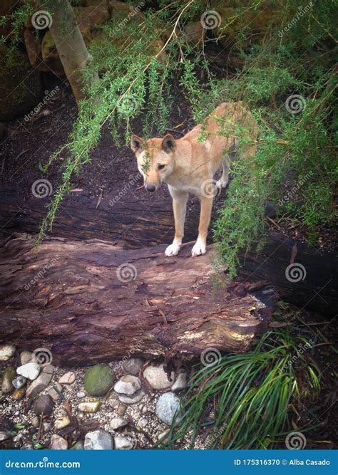 Dingo hunting in Australia stock photo. Image of black - 175316370