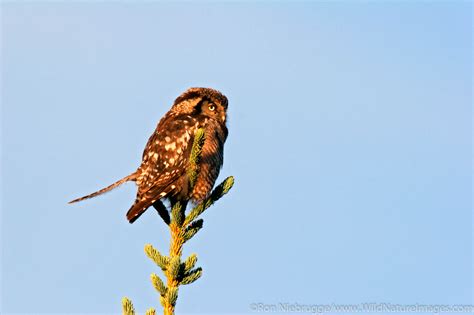 Northern Hawk Owl | Photos by Ron Niebrugge