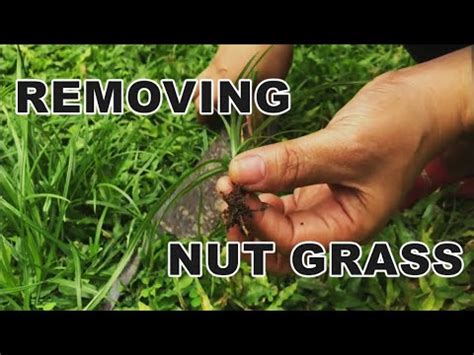 Ways how to maintain Garden - Part 1 removing Nut Grass - YouTube