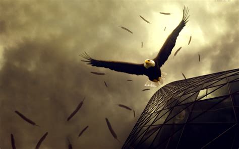 Eagle Flight Wallpapers | HD Wallpapers | ID #10279