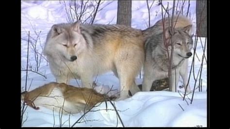 Researcher says wolf population likely larger than estimates