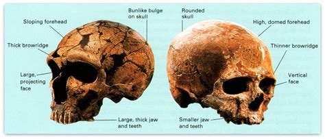 Neanderthal Vs Cro Magnon