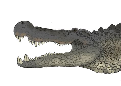 Deinosuchus hatcheri by Sobek1926 on DeviantArt