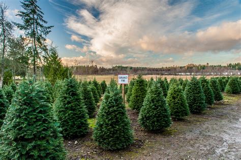 2022 Christmas tree farms Tacoma Pierce County holiday-u-cut-tree-farm ...