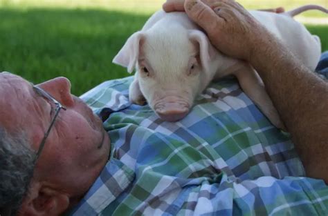 Chester White Pig Pros And Cons - The Pet Well