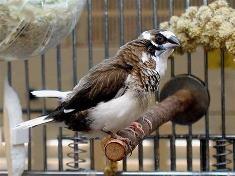 Society Finch Facts, Care as Pets, Mutations, Pictures | Singing Wings Aviary