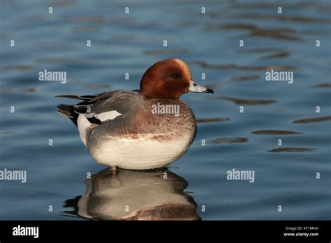 Wigeon male duck Stock Photo - Alamy