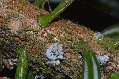 Adelges piceae (Balsam woolly adelgid) identification, images, ecology ...