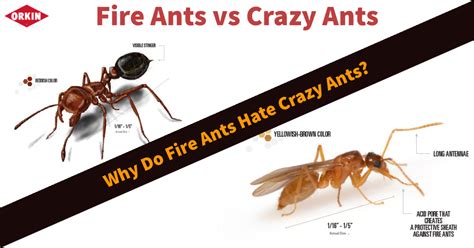 Fire Ants vs. Crazy Ants: Which Ants to Worry About in Hattiesburg ...