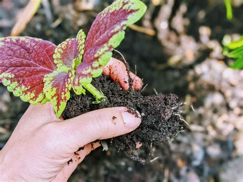 Propagating Coleus – Step-by-Step Coleus Plant Propagation