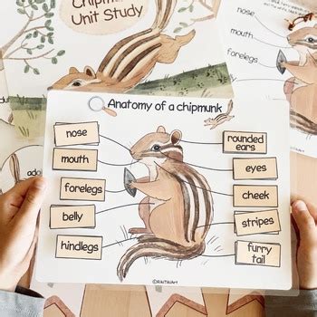 Chipmunk Unit Study - Anatomy & Life Cycle - Nature Study Activities Bundle