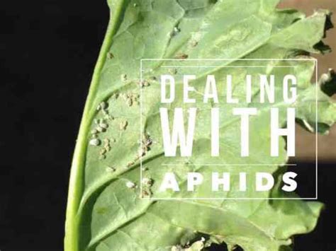 All About Aphids, and How to Kill Them - Gardening Channel