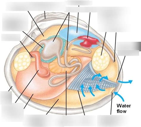 Clam Diagram