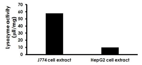 Lysozyme Activity Assay Kit (Fluorometric) (ab211113) | Abcam