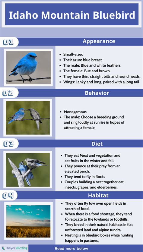 What Is the State Bird of Idaho? All About Mountain Bluebird