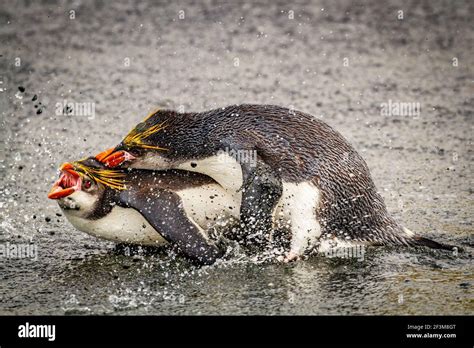 Royal penguins mating on Macquarie Island Stock Photo - Alamy