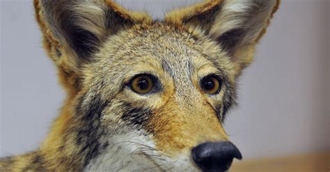 Coyote meeting set for Wednesday in Satellite Beach