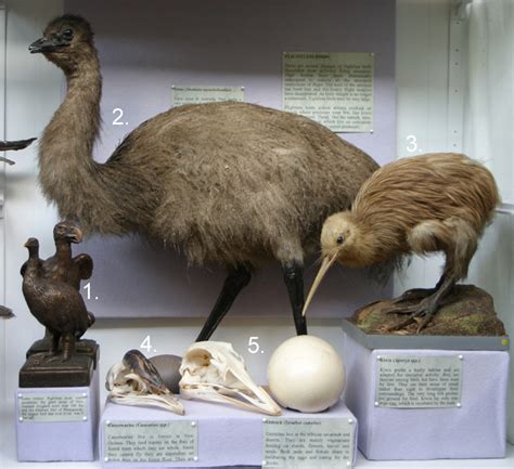 Natural History Collections: FLIGHTLESS BIRDS