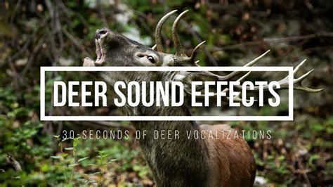 Deer Sound Effects 🦌 The Sound of Deer 🦌 Deer Vocalization - YouTube