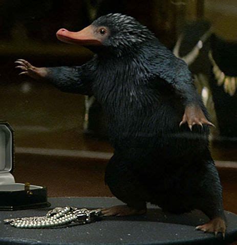 Bild - Niffler.jpg | Harry-Potter-Lexikon | FANDOM powered by Wikia