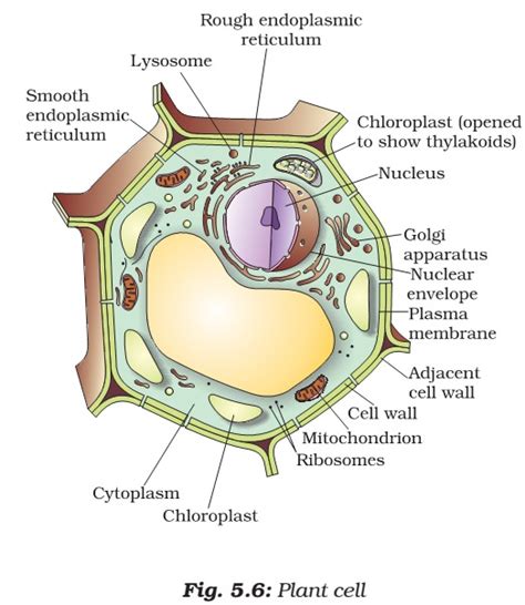 Cell Organelles | Plant Cell vs. Animal Cell | PMF IAS