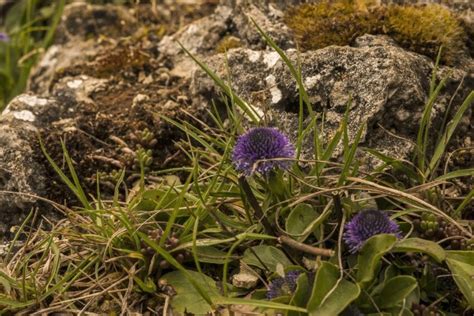 Free picture: plant, green, stone, nature, moss, rocks