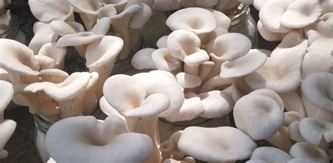 Mushroom Cultivation: Upcycling – Community Wastes And Mushroom Cultivation – 菇菌圓 The Mushroom ...