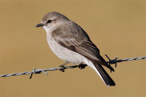 Birds of Australia