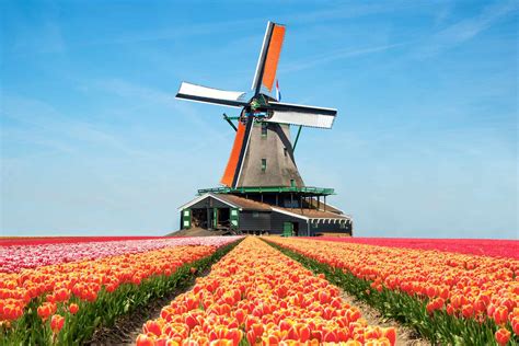 Tulip Garden In Amsterdam | Fasci Garden