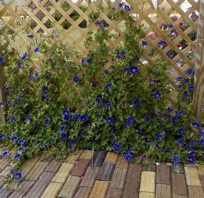 Morning glories for trellis | Trellis plants, Morning glory, Trellis