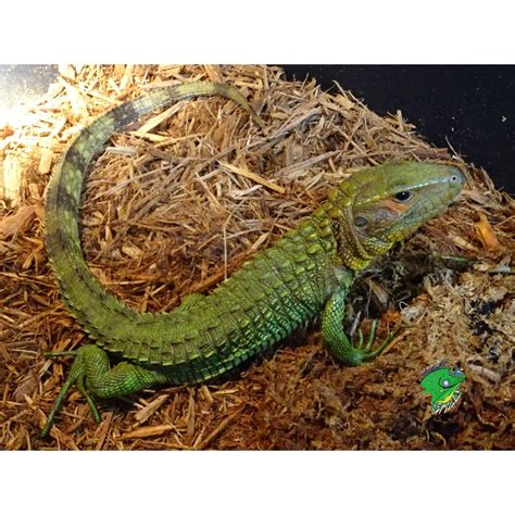 Caiman Lizard - Big Baby - Strictly Reptiles