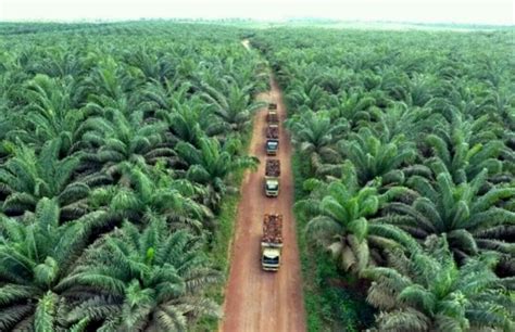 Lewat SMILE, Pabrik Sawit Asian Agri Kebut Sertifikasi Hingga 5.000 Petani Di 2030 - angkaberita.id