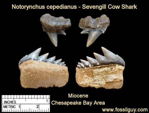 fossil cow shark tooth - notorynchus shark tooth - calvert cliffs ...