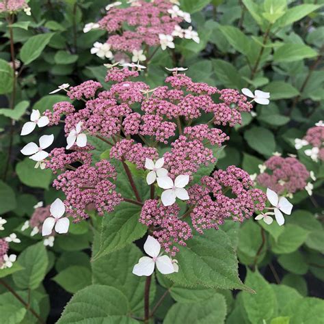 Hydrangea radiata 'Invincibelle Lace' (Silveleaf Hydrangea) - Keeping ...