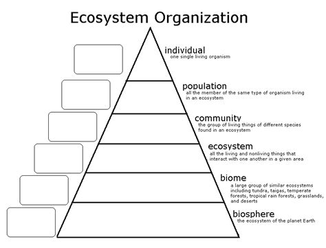 Ecosystem organization chart | Life science middle school, Fourth grade science, Life science