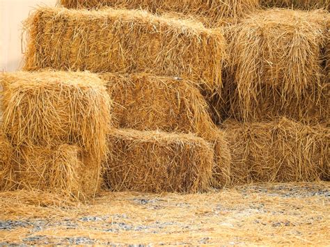 Hay vs Wheat: Differences and Similarities - GFL Outdoors