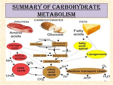 Carbohydrate metabolism