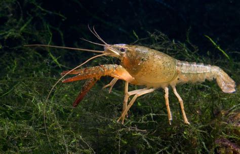 Crayfish - The Care, Feeding and Breeding of Freshwater Crayfish (Crawfish) - Aquarium Tidings ...