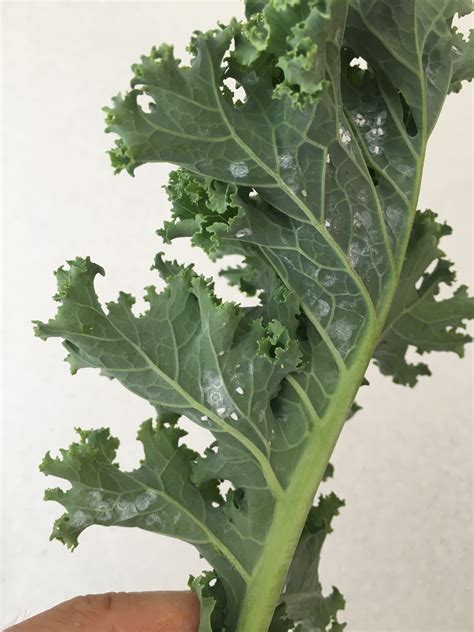 Kale