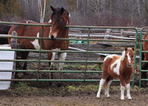 Baby miniature horses came for a quick visit – Red Gate Sporthorses