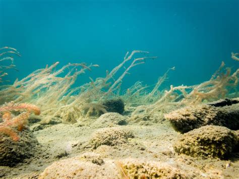 Water-milfoil Plants on Stony Lake Bottom Stock Photo - Image of plant, clarity: 127288454