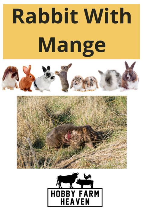 Mange In Rabbits: Cause, Treatments and Prevention · Hobby Farm Heaven