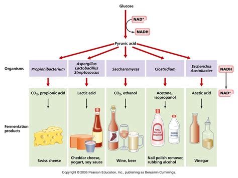 Ethanol Alcohol Fermentation at Jessie Gallegos blog