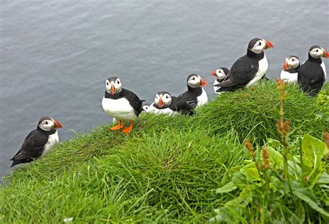 puffins-faroe-islands - The Culture Map