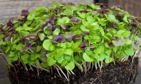 How To Grow Basil Microgreens Fast And Easy - Epic Gardening