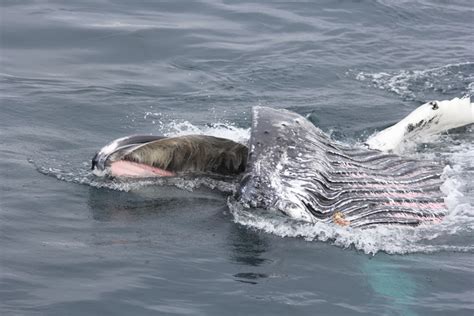 Feeding Humpback whale