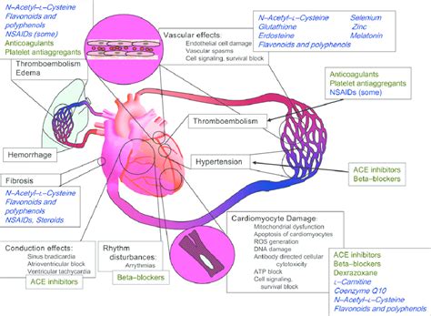 Examples of major mechanisms causing cardiotoxicity of anticancer ...